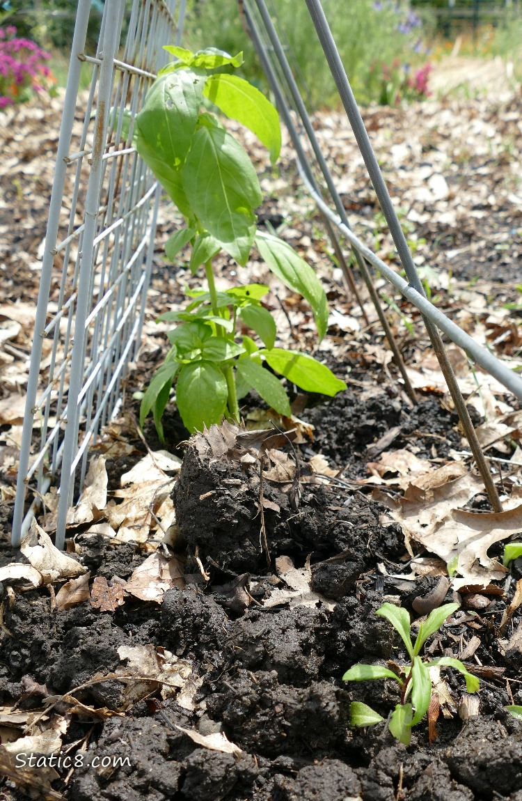 Basil plant under a metal grid