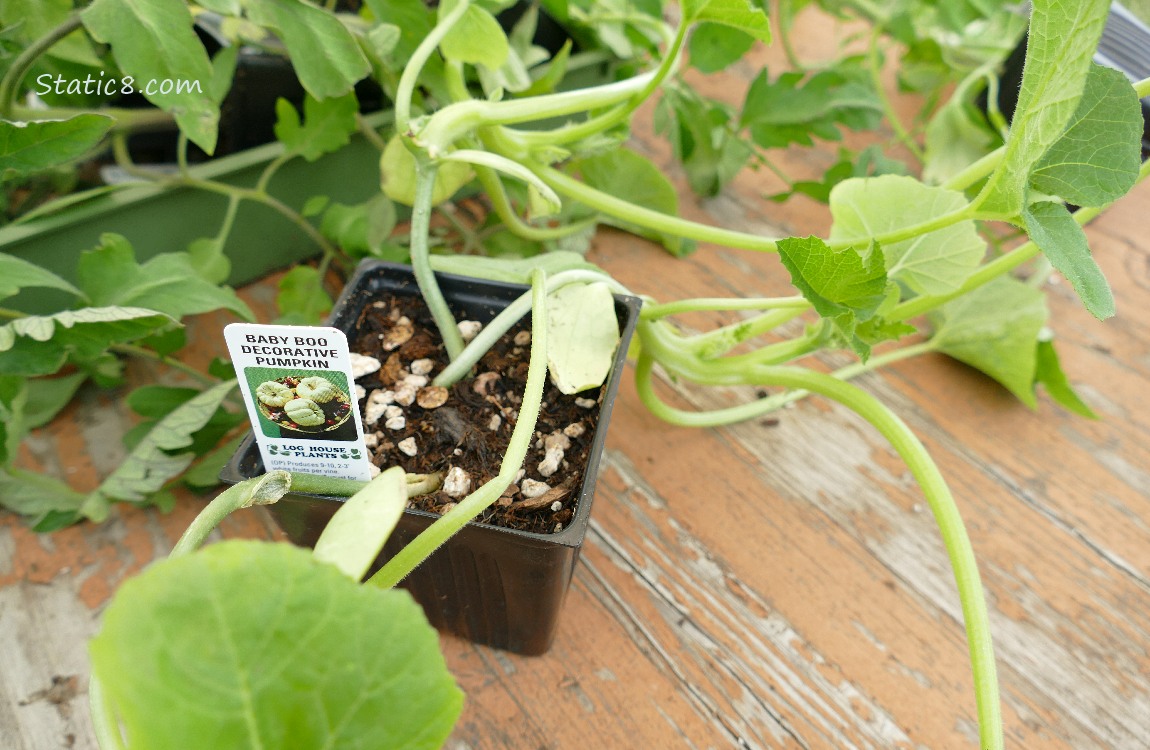 Veggie start on a wood table