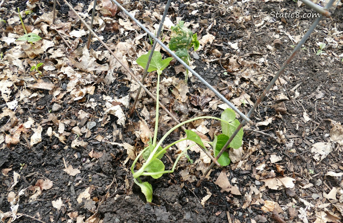 Planted squash under a wire trellis