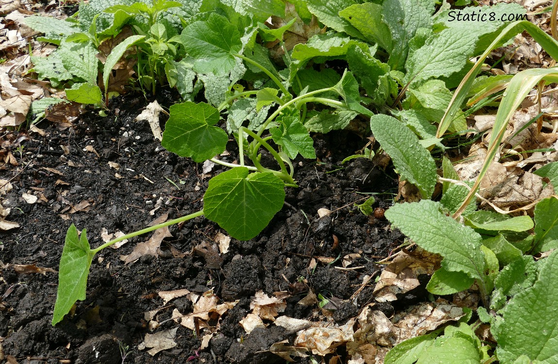 Squash plants in the ground