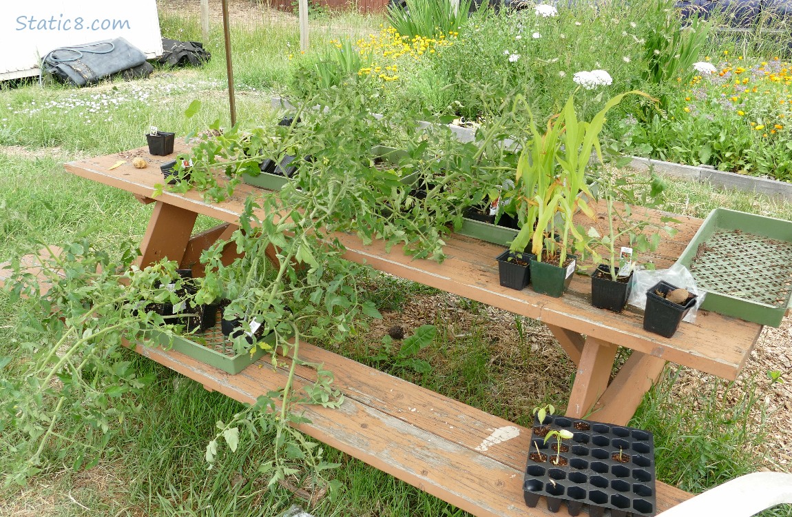 Veggie starts on a wood picnic table