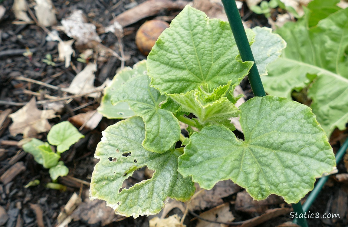 Cucmber plants growing in the ground