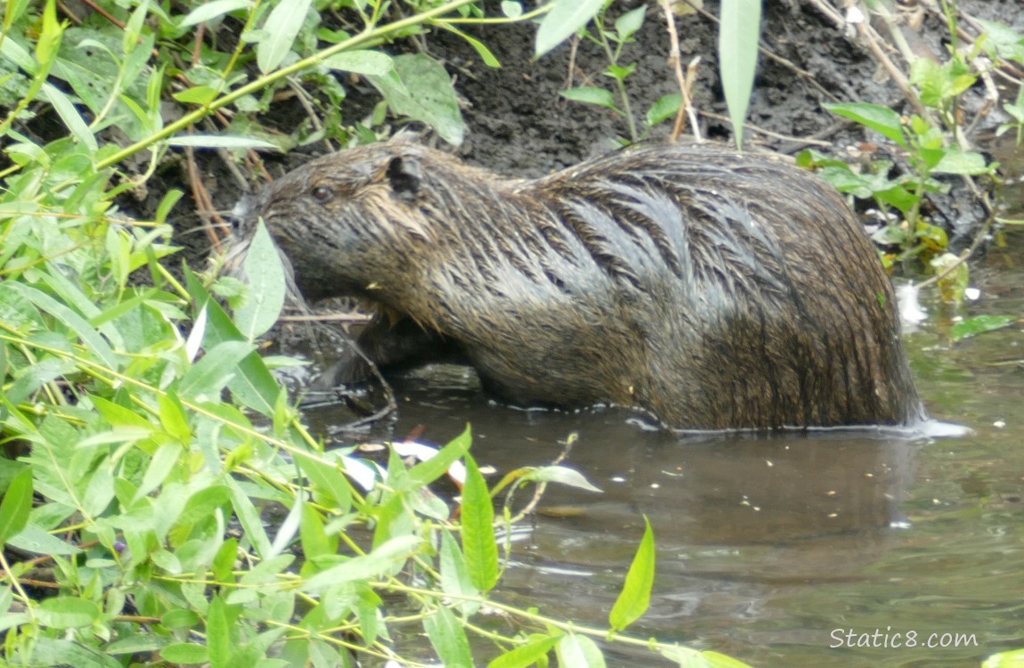 Nutria standing on the bank of the creek