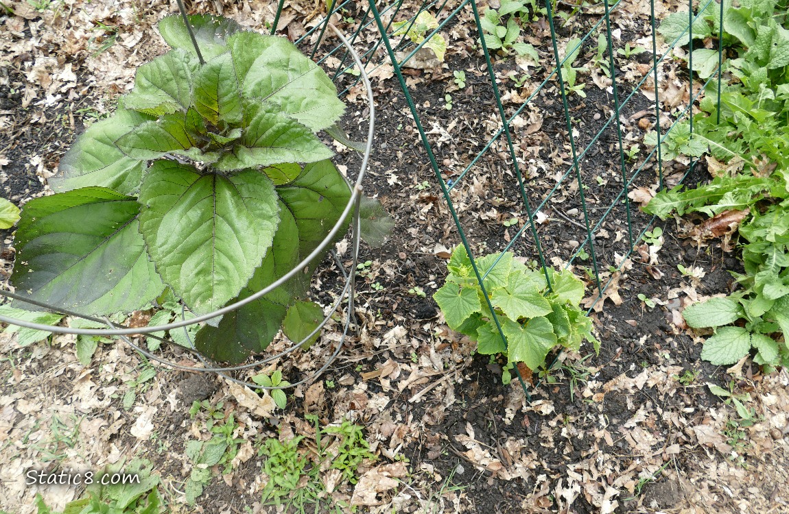 Looking down at a sunflower in a tomato cage