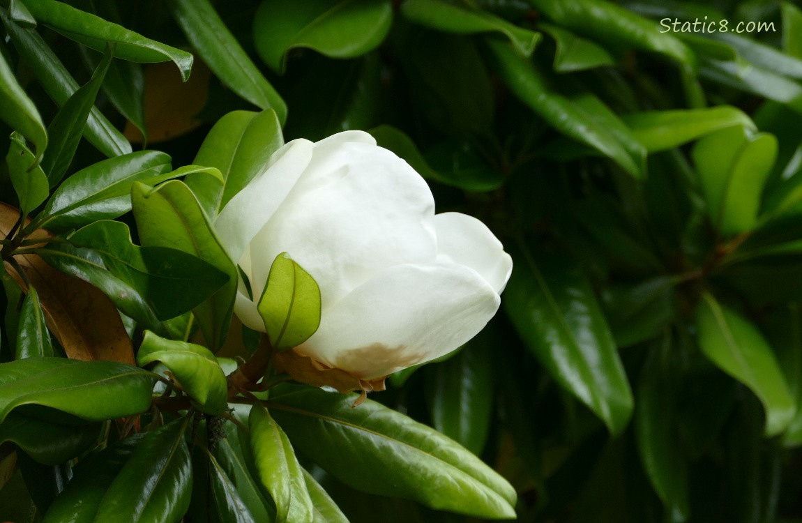 Southern Magnolia bloom on the tree