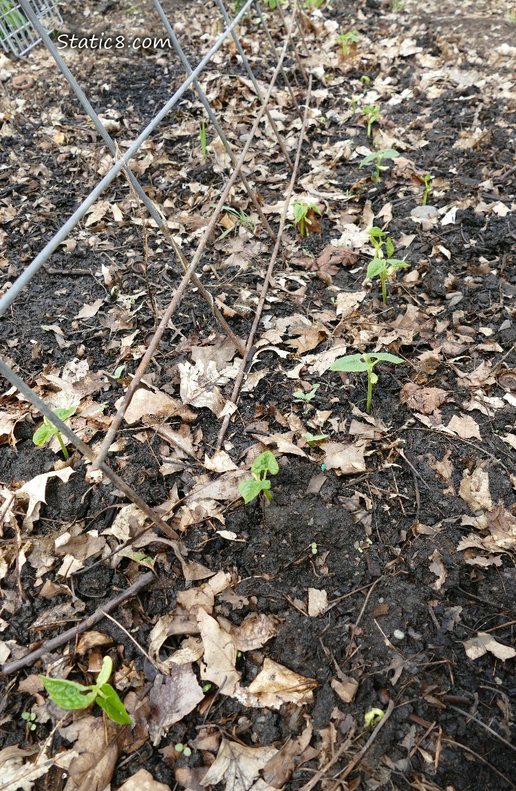 Bean seedlings growing under a wire trellis