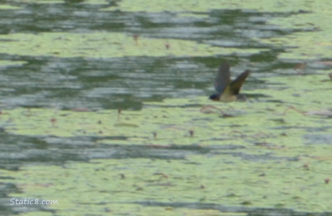 Barn Swallow flying just above the water