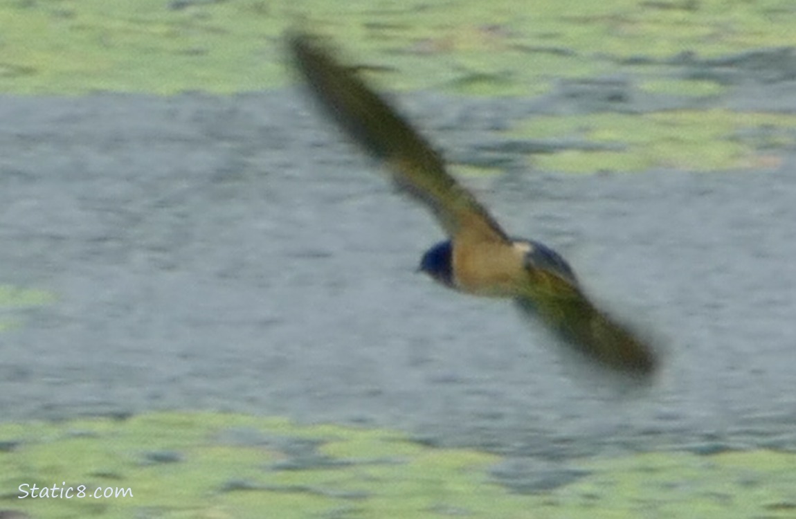 Barn Swallow swooping just above the water of the pond