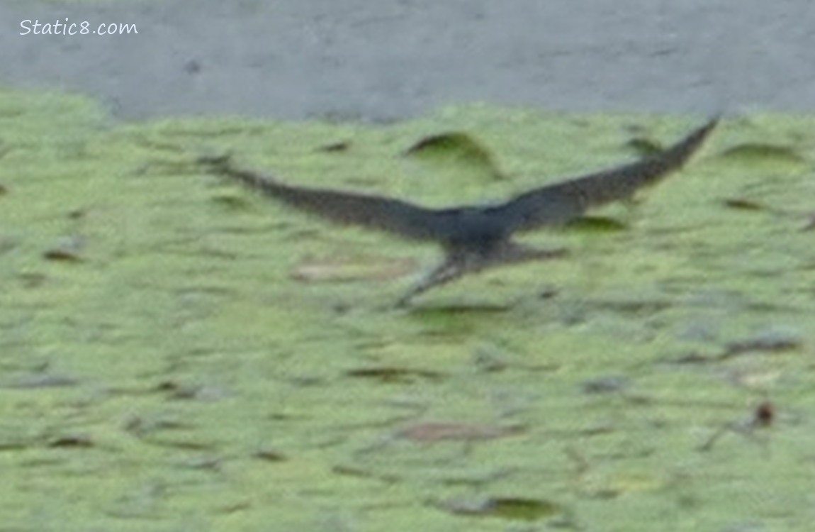 Barn Swallow skimming just over the water of the pond