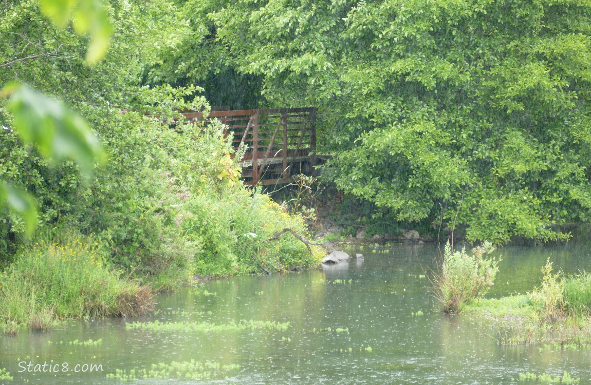 Walking bridge over the water and under trees