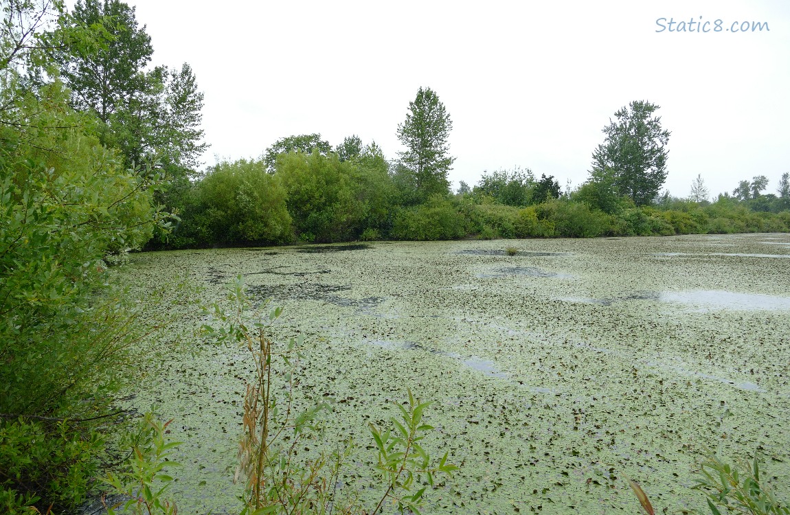 Looking out at the pond, trees in the distance