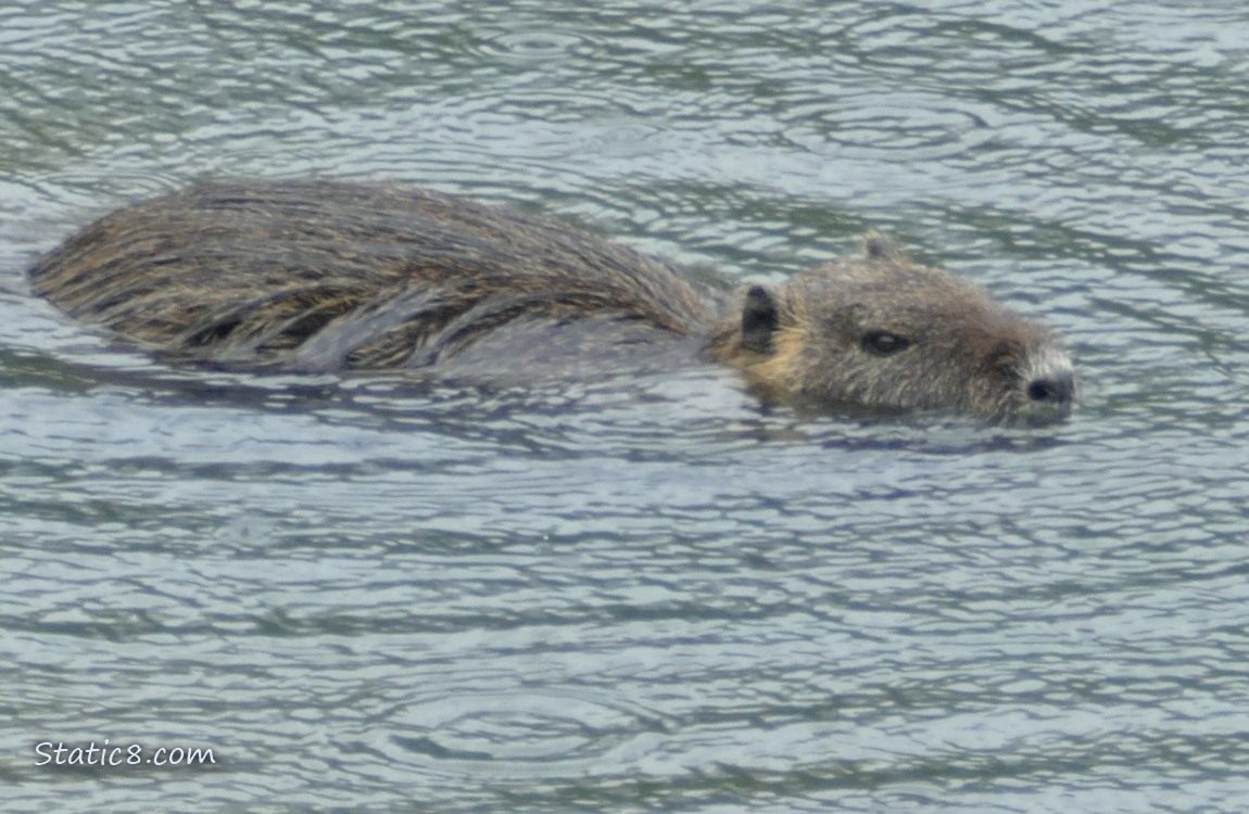 Nutria swimming in the water