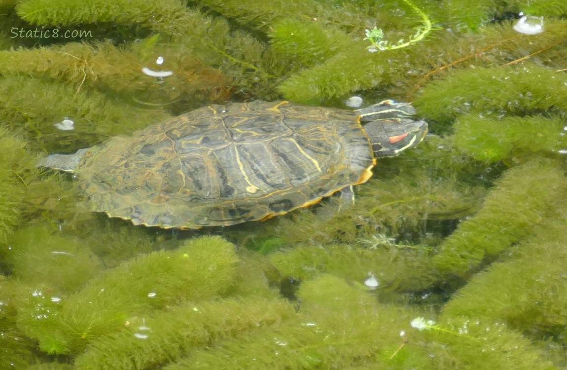Turtle sleeping in the pond weeds