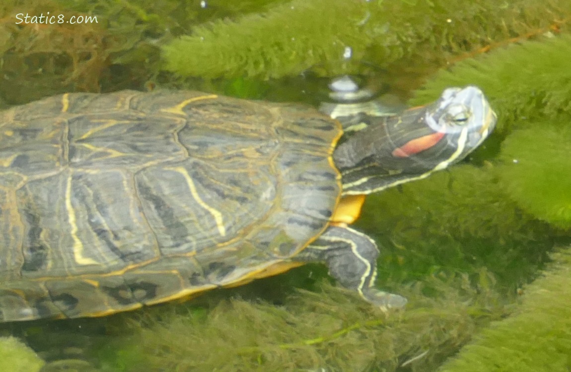 Turtle in the water