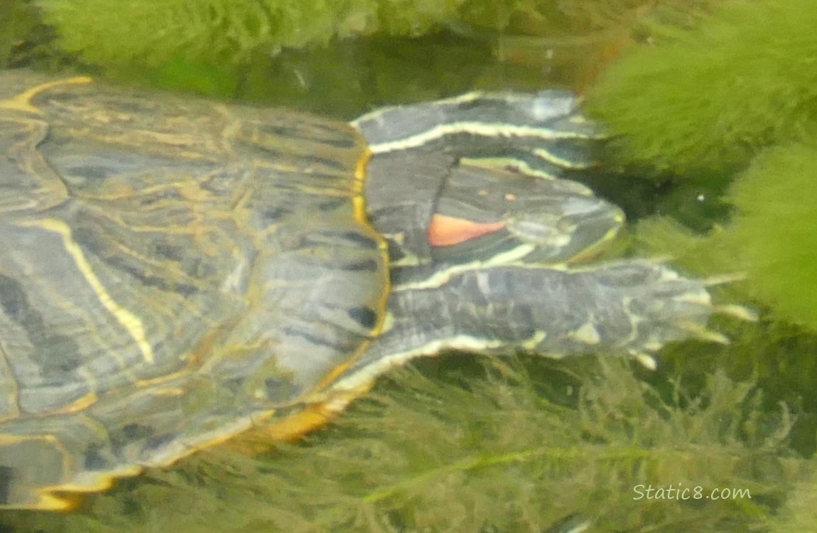 Turtle stretching her arms in the water