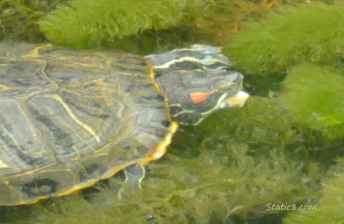 Turtle yawning in the water