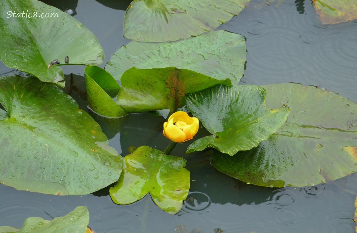 Yellow Water Lily blossom surrounded by big leaves floating on the water