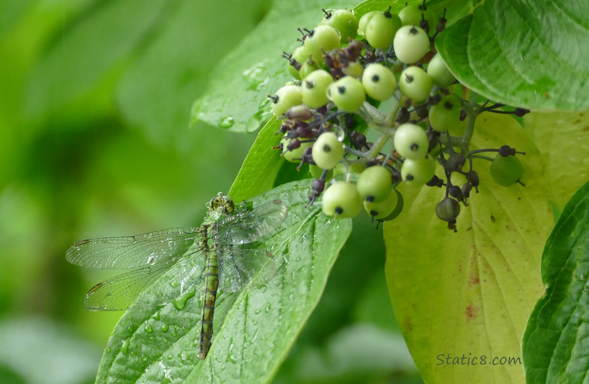 Green dragonfly standing on a leaf under white berries