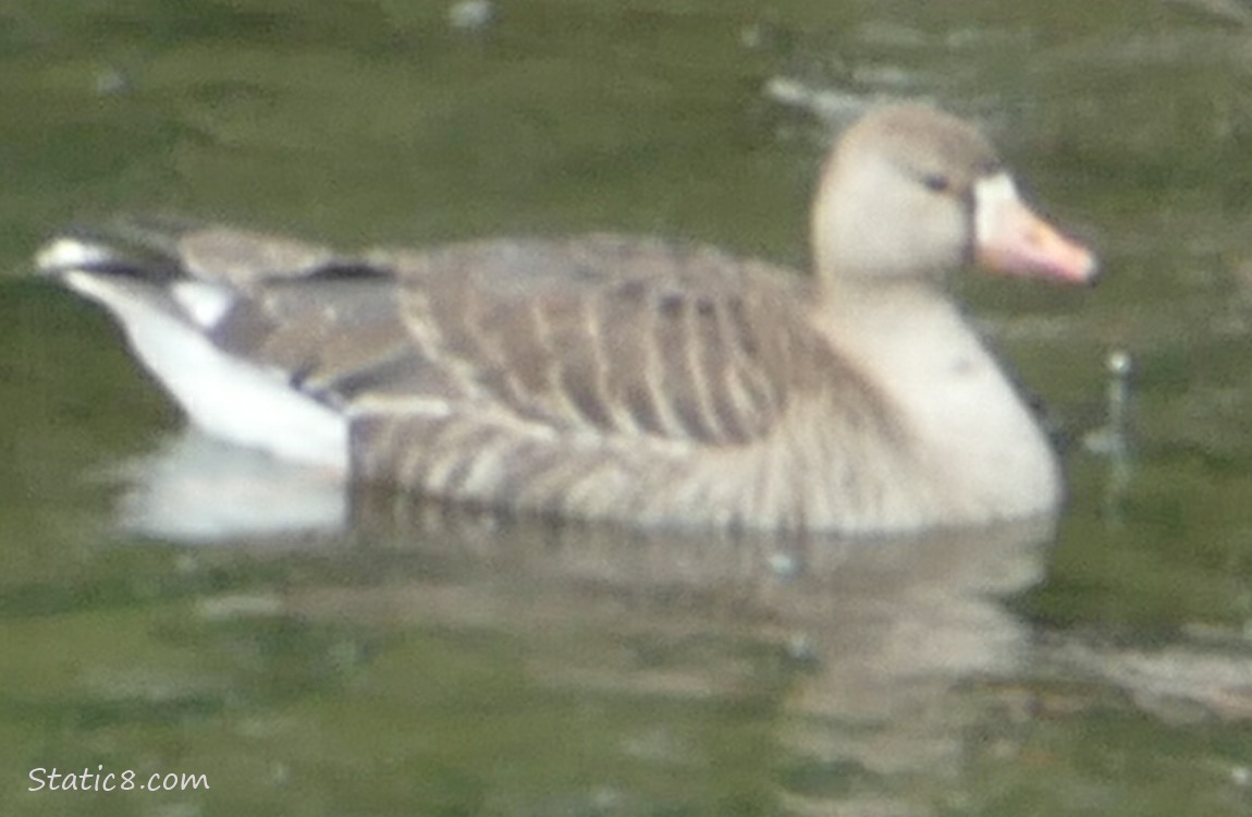 Greylag paddling on the water