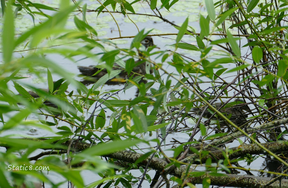 Wood Ducks paddling on the water behind many leaves