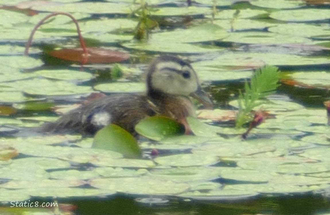 Wood Duckling paddling on the water