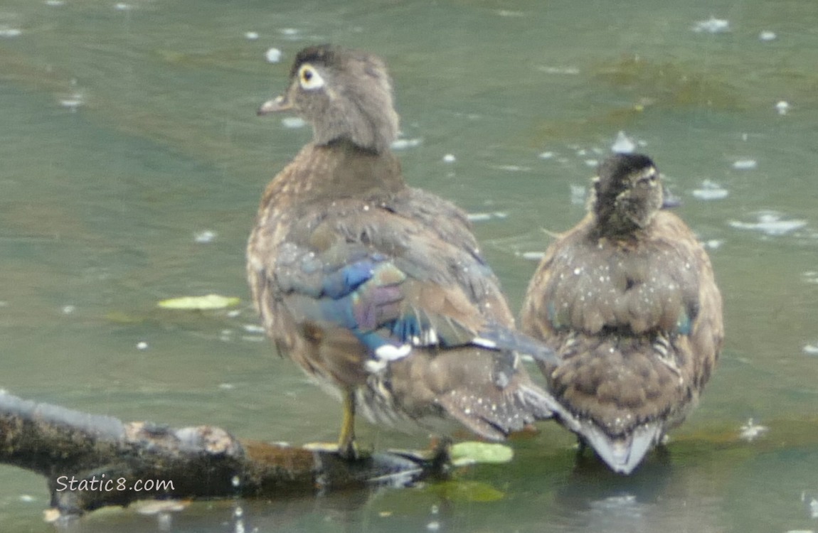 Two female Wood Ducks standing on a branch in the water
