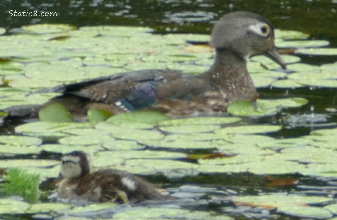 Wood Duck Mama and duckling paddling on the water