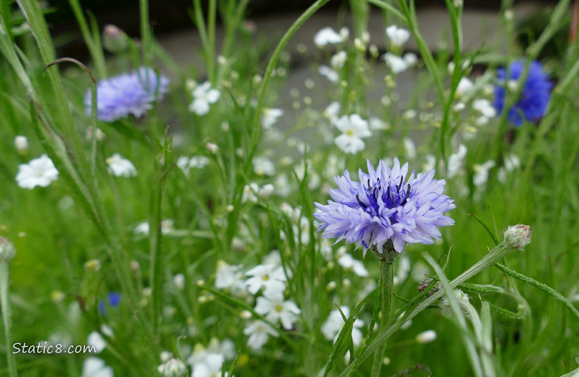 Bachelor Button blooms