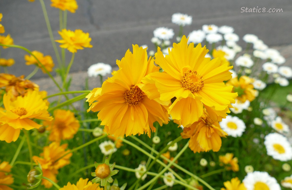 Tickseed blooms with Daisy blooms in the background
