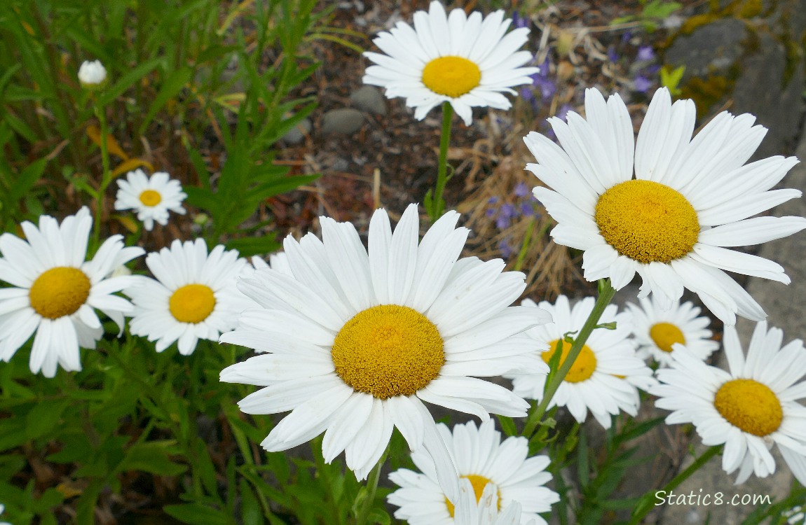 Daisy blooms