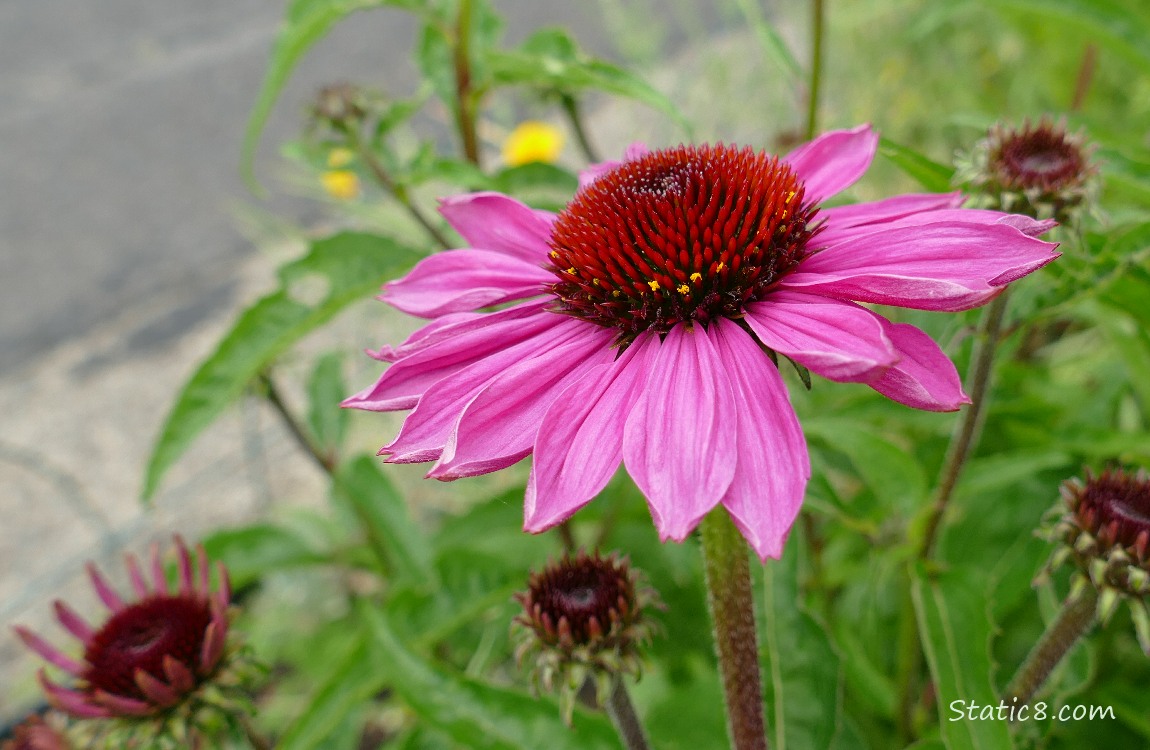 Echinacea bloom