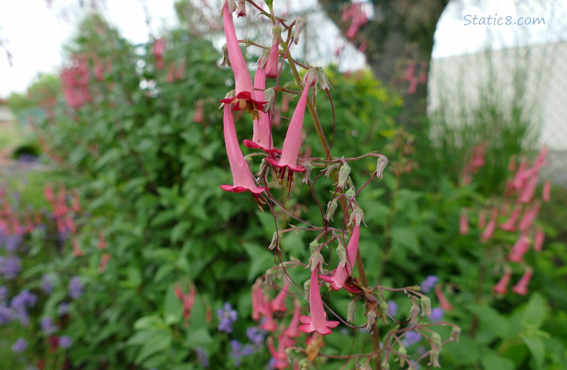Fuchsia blooms