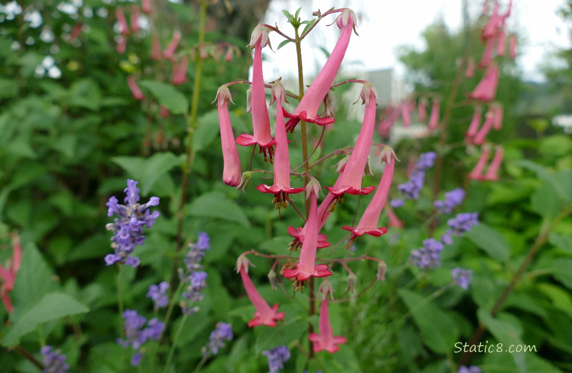 Fuchsia Triphylla blooms