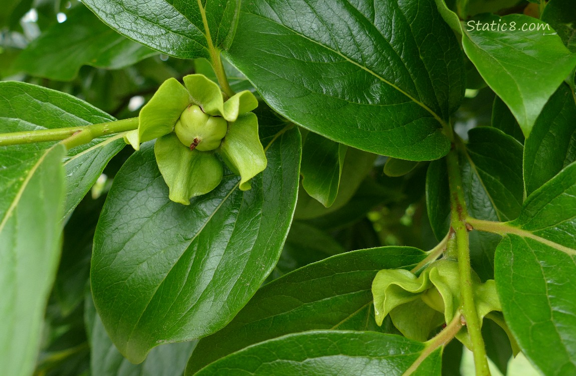 Small Persimmon fruits growing on the tree
