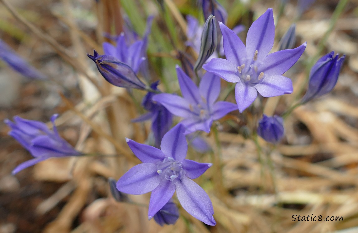 Purple flower blooms