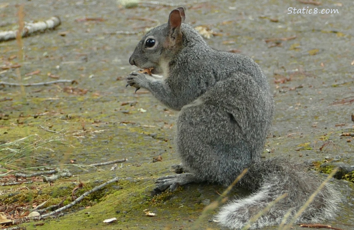 Western Grey Squirrel