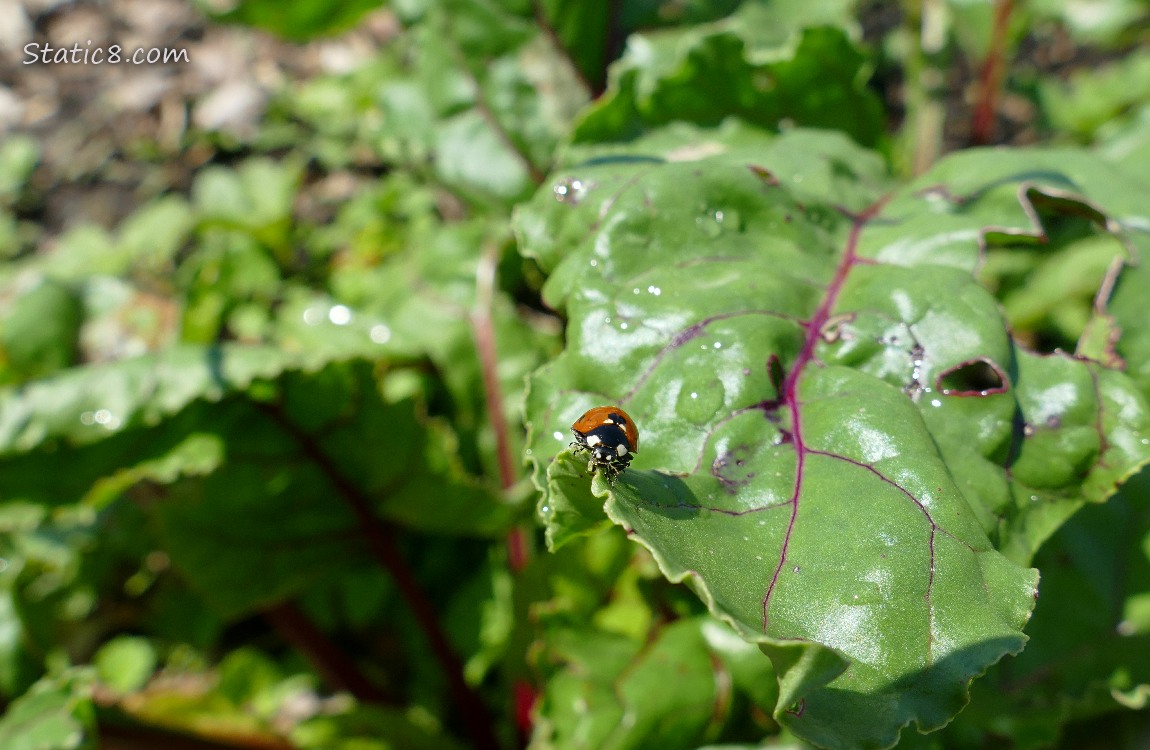 Seven Spot Ladybug on a beet leaf