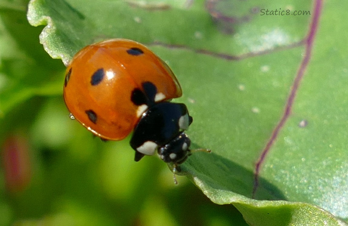 Seven Spot walking on the edge of a beet leaf