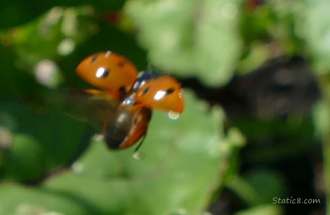 Seven Spot Ladybug flying away in a blur
