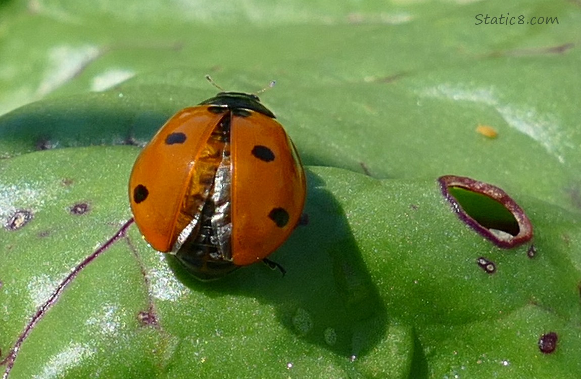 Seven Spot Ladybug opening her wings