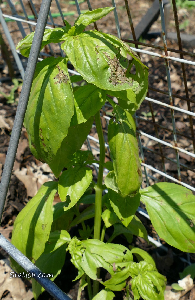 Basil plant with brown spots on its leaves