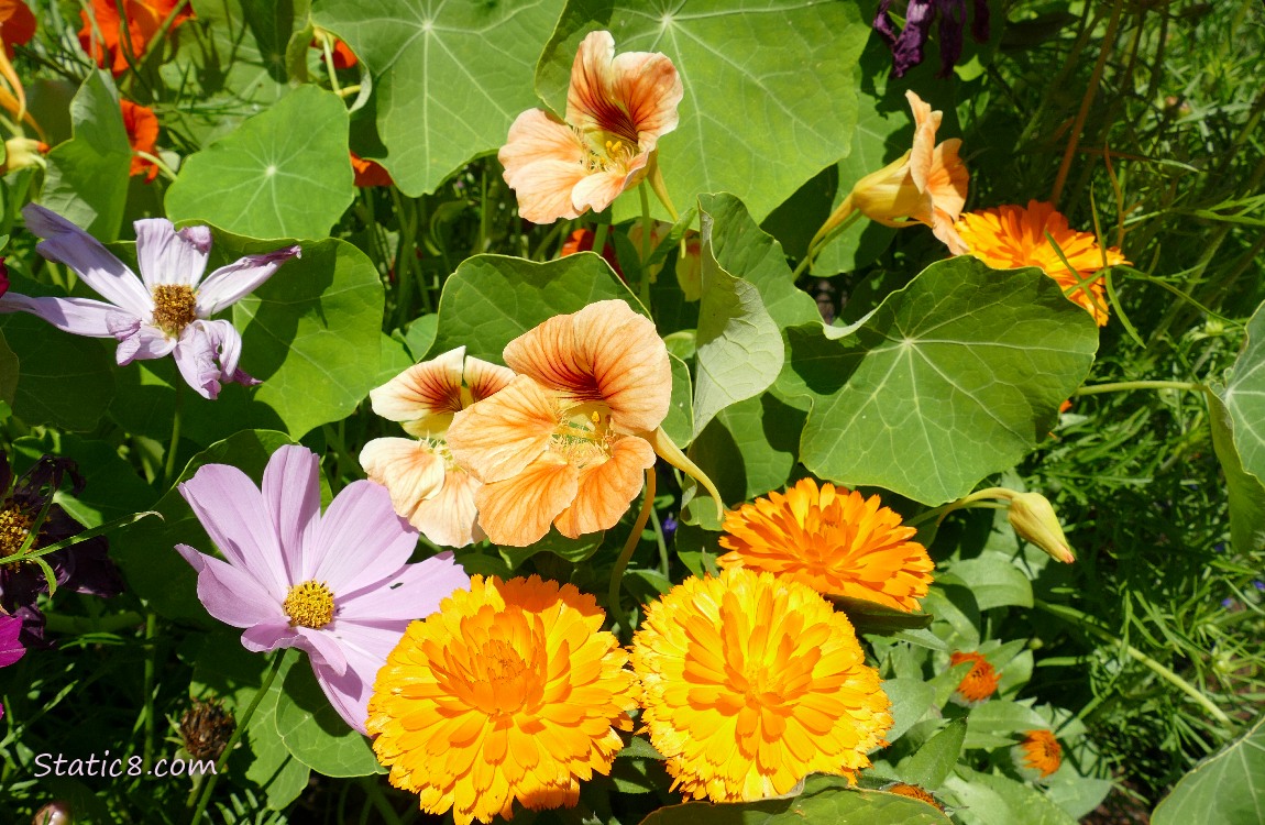 Nasturtium blooms with Cosmos and Calendula blooms