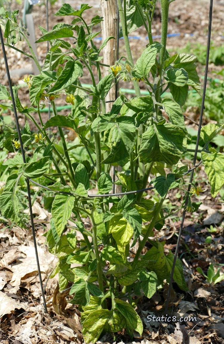 Tomato Plant