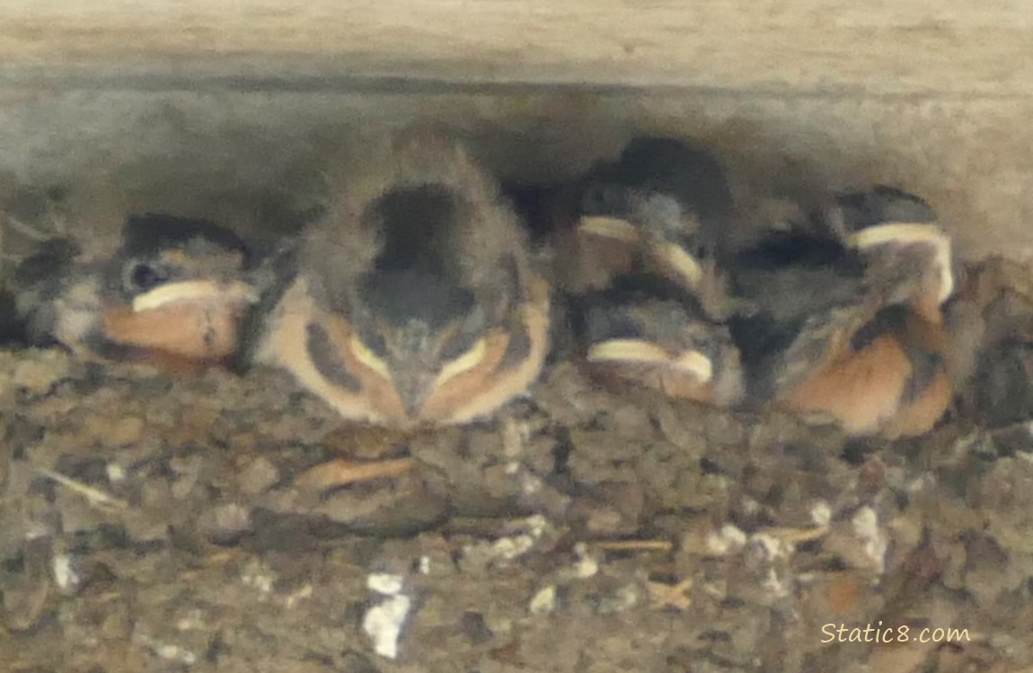 Barn Swallow babies in the nest