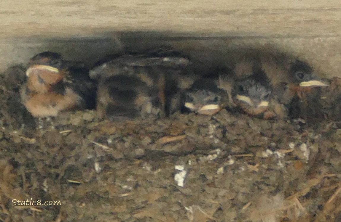 Barn Swallow babies in the nest