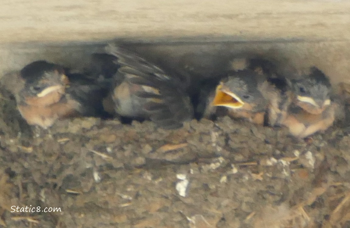Barn Swallow babies in the nest