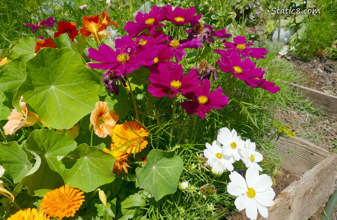 Cosmos blooms with other flowers