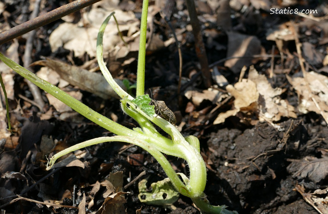 Dead squash plant