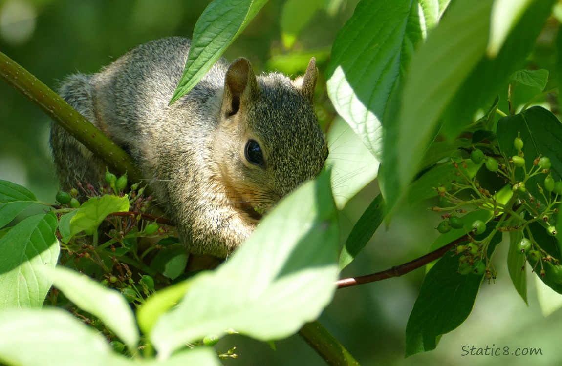 Squirrel balancing on a stick behind a leaf