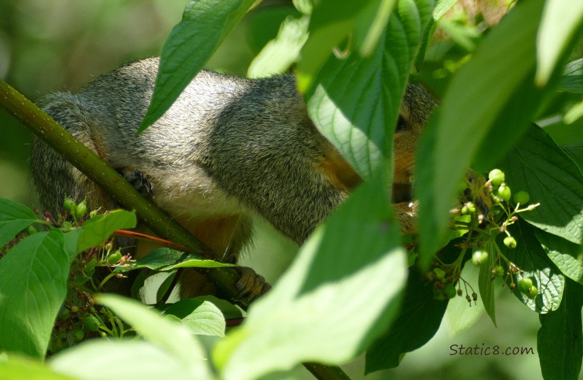 Squirrel eating berries behind a leaf